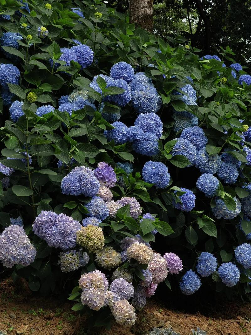 绣球花什么时候分株比较好？绣球花什么时间分株好？