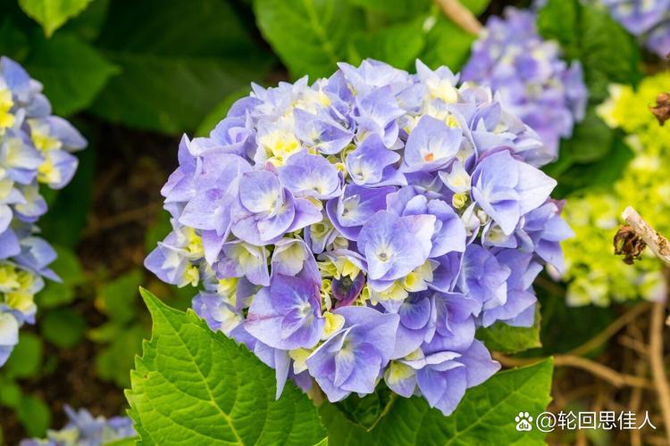 绣球花什么时候分株比较好?绣球花什么时间分株好?-第3张图片-优品飞百科 绣球花什么时候分株比较好?绣球花什么时间分株好?-第3张图片-优品飞百科