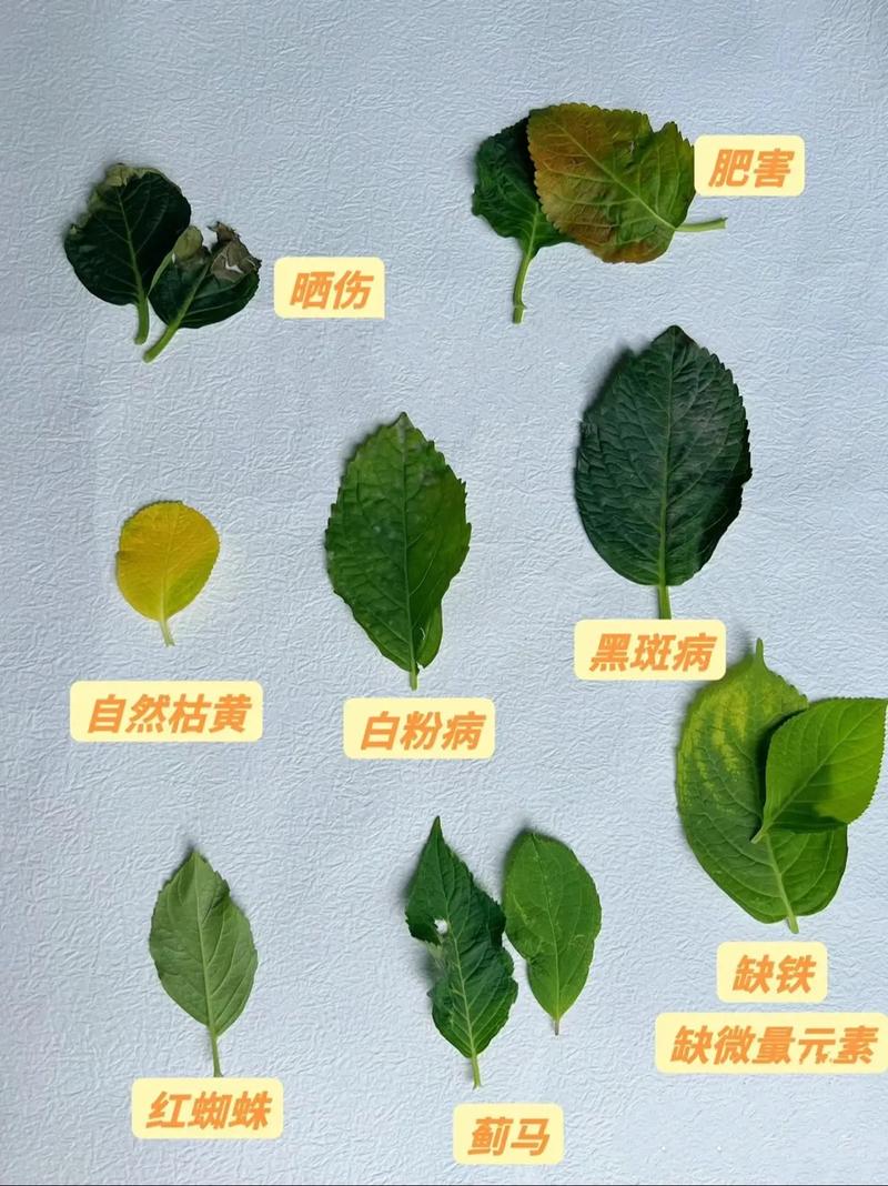 绣球花什么时候分株比较好?绣球花什么时间分株好?-第2张图片-优品飞百科 绣球花什么时候分株比较好?绣球花什么时间分株好?-第2张图片-优品飞百科