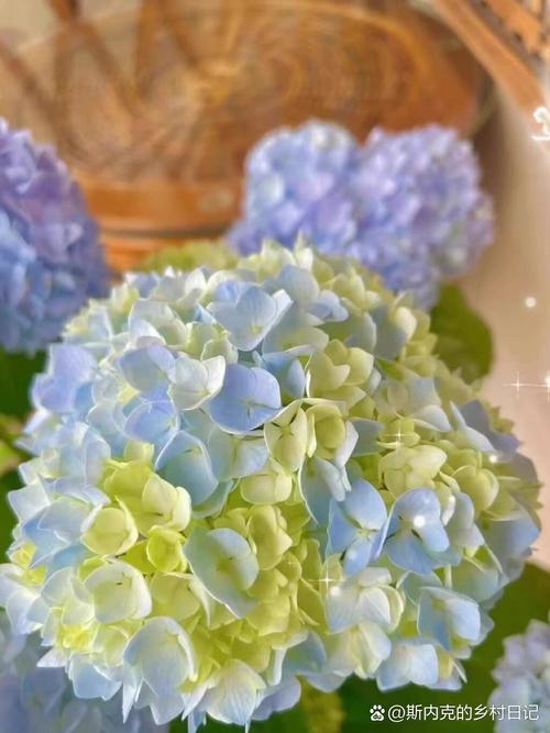 绣球花什么时候分株比较好?绣球花什么时间分株好?-第4张图片-优品飞百科 绣球花什么时候分株比较好?绣球花什么时间分株好?-第4张图片-优品飞百科