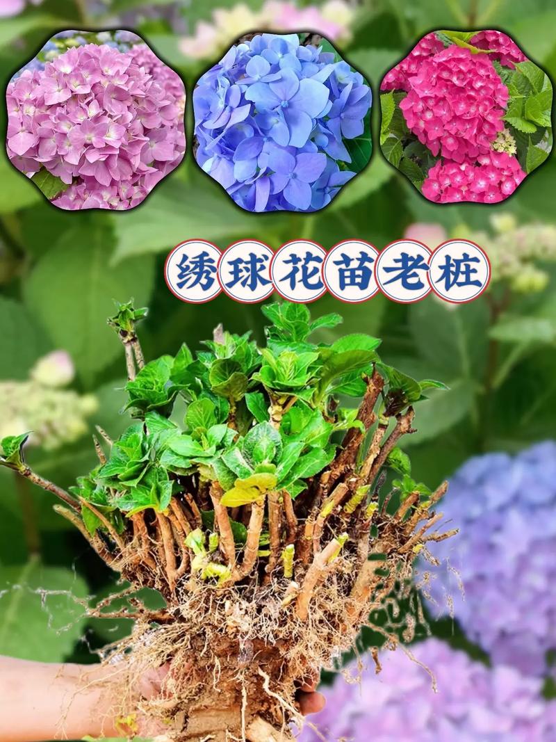 绣球花什么时候分株比较好?绣球花什么时间分株好?-第5张图片-优品飞百科 绣球花什么时候分株比较好?绣球花什么时间分株好?-第5张图片-优品飞百科