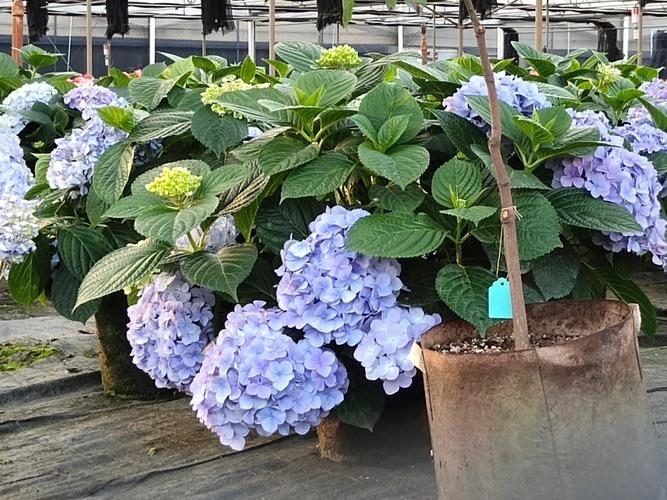 绣球花什么时候分株比较好?绣球花什么时间分株好?-第6张图片-优品飞百科 绣球花什么时候分株比较好?绣球花什么时间分株好?-第6张图片-优品飞百科