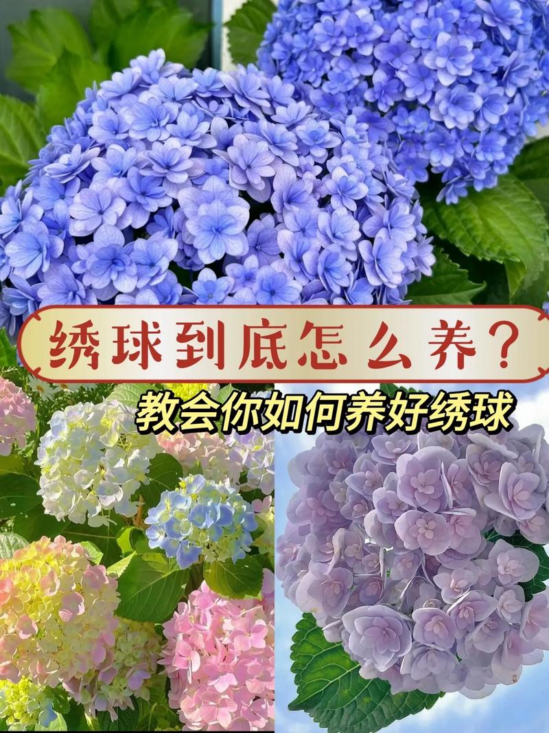 绣球花什么时候分株比较好?绣球花什么时间分株好?-第7张图片-优品飞百科 绣球花什么时候分株比较好?绣球花什么时间分株好?-第7张图片-优品飞百科