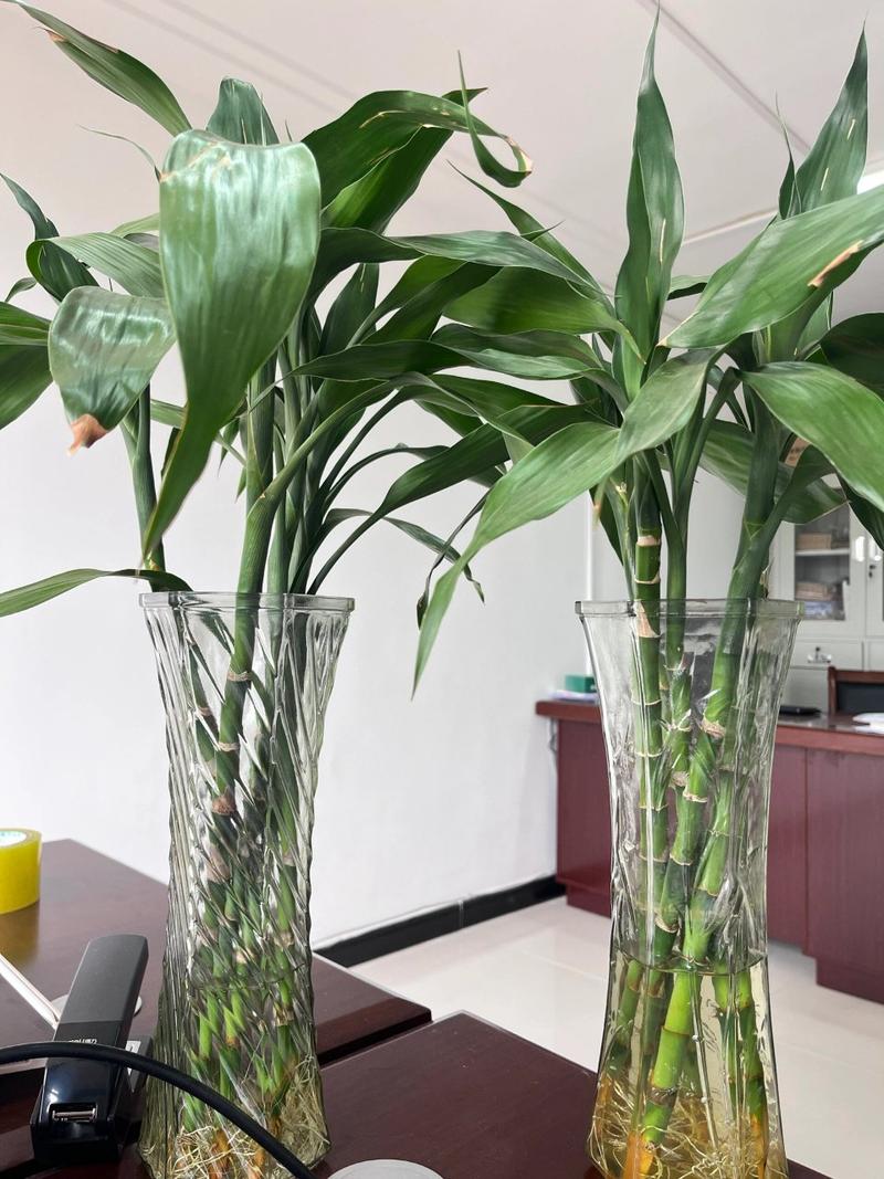 富贵竹多久换一次水，冬天水培富贵竹多久换一次水