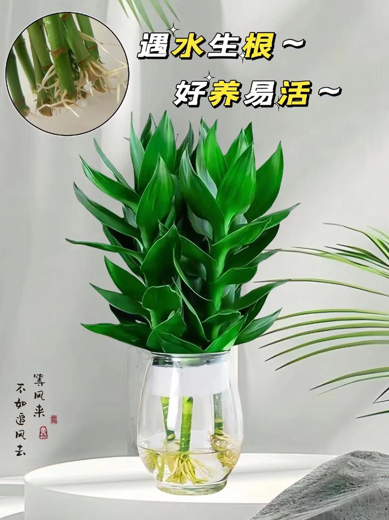 富贵竹多久换一次水，冬天水培富贵竹多久换一次水-第3张图片-优品飞百科