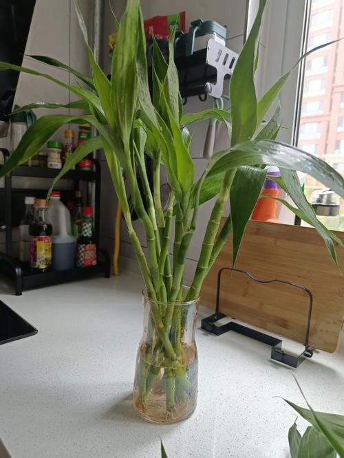 富贵竹多久换一次水，冬天水培富贵竹多久换一次水-第2张图片-优品飞百科