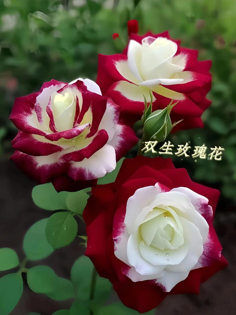 盆栽小玫瑰花怎么养殖，盆栽小玫瑰花怎么修剪