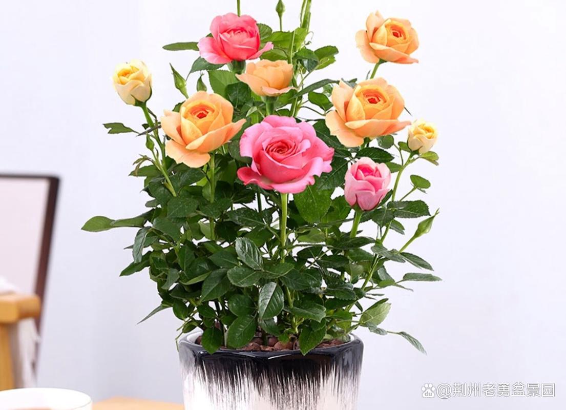 盆栽小玫瑰花怎么养殖，盆栽小玫瑰花怎么修剪-第2张图片-优品飞百科