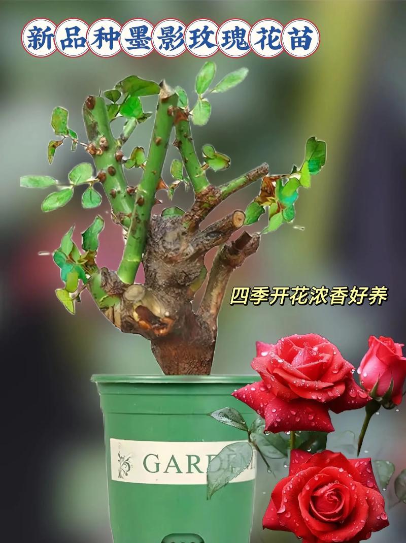 盆栽小玫瑰花怎么养殖，盆栽小玫瑰花怎么修剪-第5张图片-优品飞百科