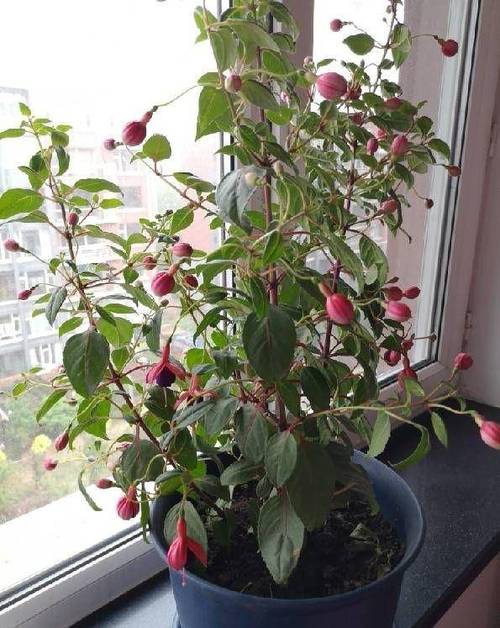 倒挂金钟适合上什么肥，倒挂金钟适合施什么肥