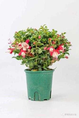 倒挂金钟适合上什么肥，倒挂金钟适合施什么肥-第2张图片-优品飞百科