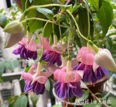 倒挂金钟适合上什么肥，倒挂金钟适合施什么肥-第3张图片-优品飞百科