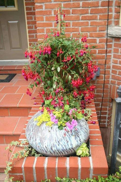 倒挂金钟适合上什么肥，倒挂金钟适合施什么肥-第4张图片-优品飞百科