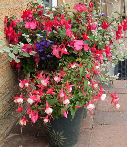 倒挂金钟适合上什么肥，倒挂金钟适合施什么肥-第5张图片-优品飞百科