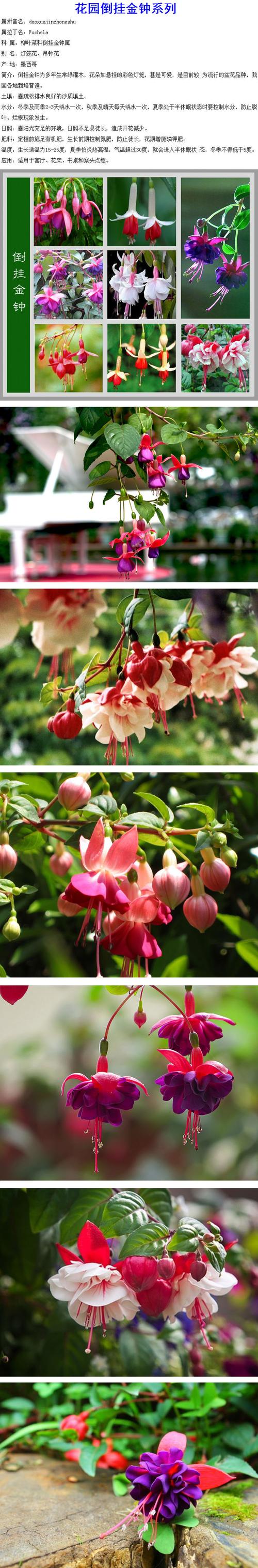 倒挂金钟适合上什么肥，倒挂金钟适合施什么肥-第6张图片-优品飞百科