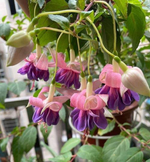 倒挂金钟适合上什么肥，倒挂金钟适合施什么肥-第7张图片-优品飞百科