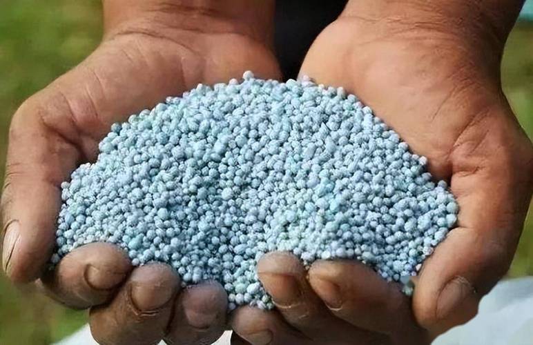 倒挂金钟适合上什么肥，倒挂金钟适合施什么肥-第8张图片-优品飞百科