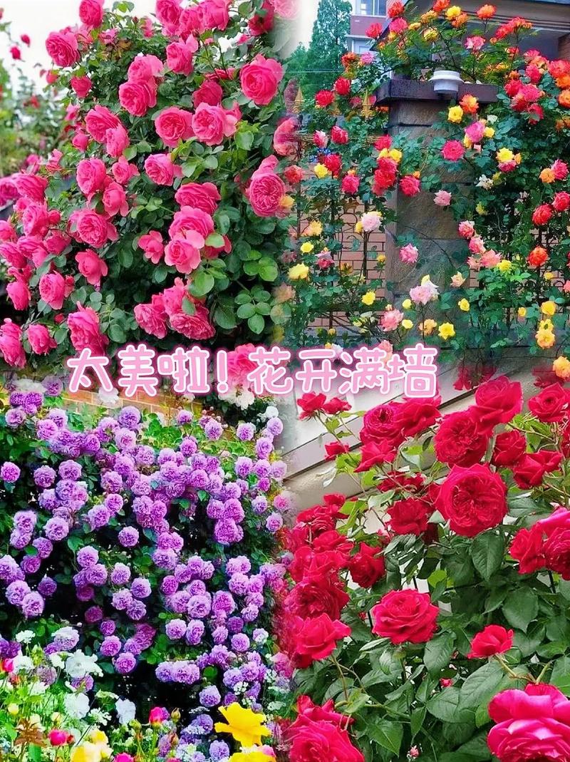 硕苞蔷薇如何盆栽，硕苞蔷薇果实能吃吗