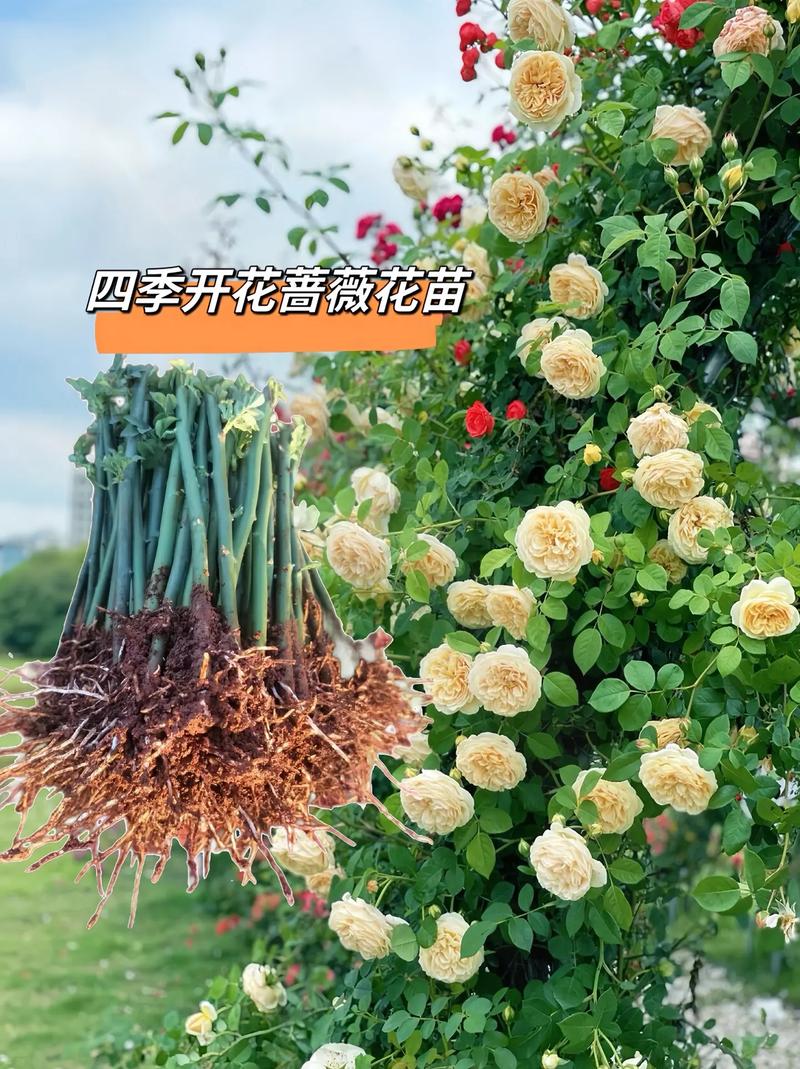 硕苞蔷薇如何盆栽，硕苞蔷薇果实能吃吗-第2张图片-优品飞百科