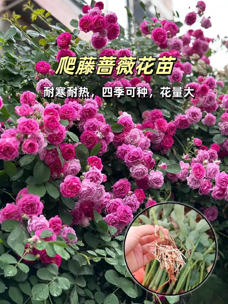 硕苞蔷薇如何盆栽，硕苞蔷薇果实能吃吗-第4张图片-优品飞百科