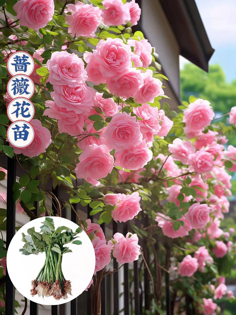 硕苞蔷薇如何盆栽，硕苞蔷薇果实能吃吗-第3张图片-优品飞百科