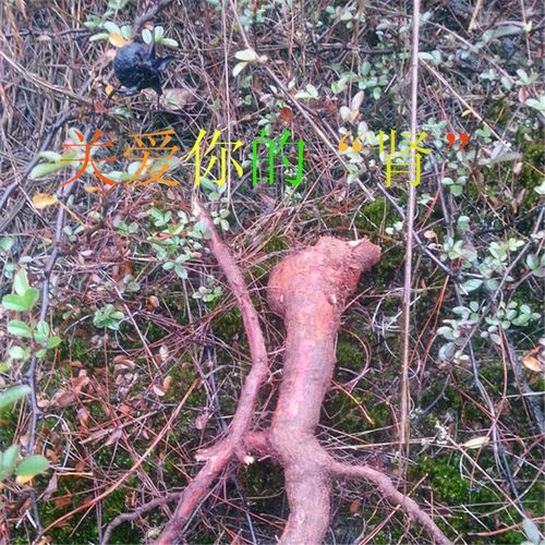 硕苞蔷薇如何盆栽，硕苞蔷薇果实能吃吗-第5张图片-优品飞百科