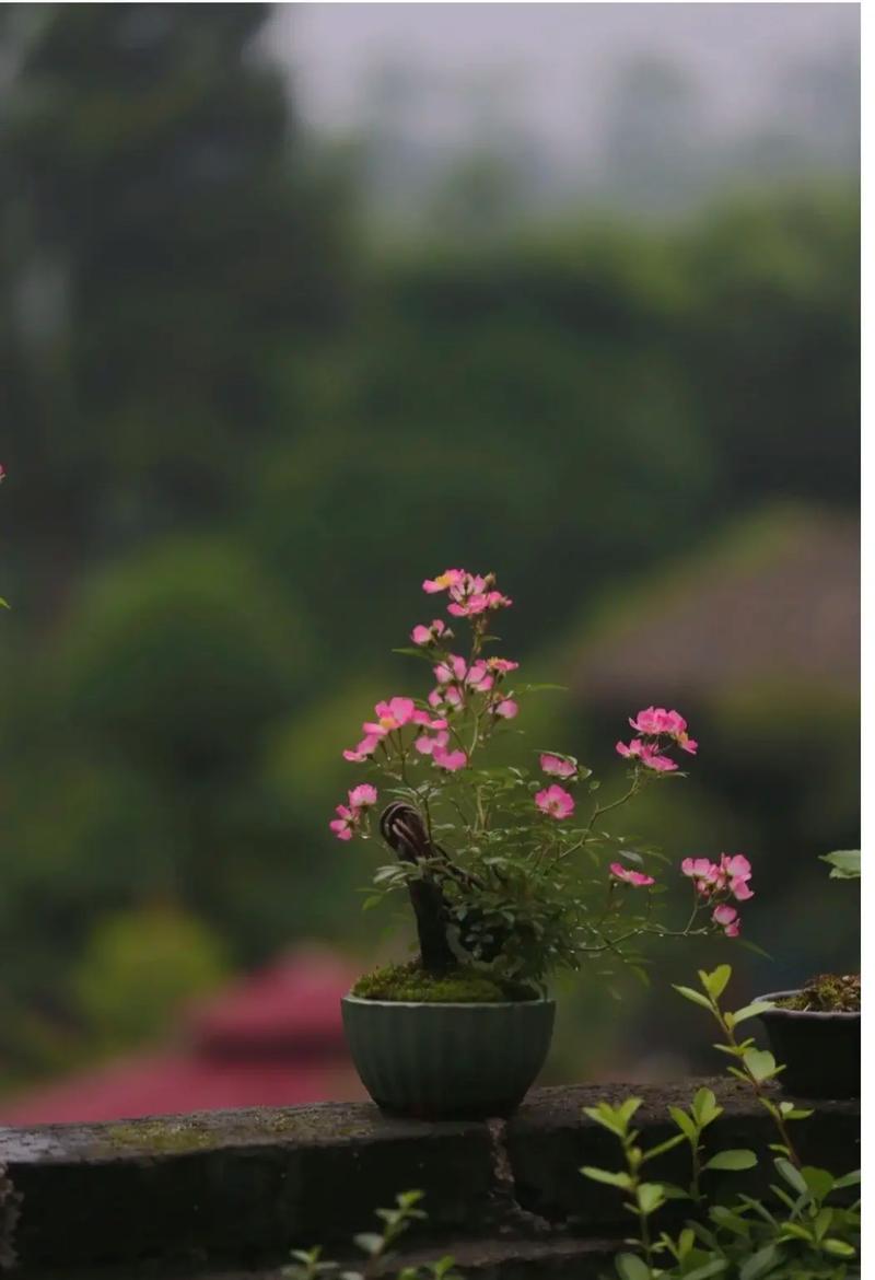 硕苞蔷薇如何盆栽，硕苞蔷薇果实能吃吗-第6张图片-优品飞百科