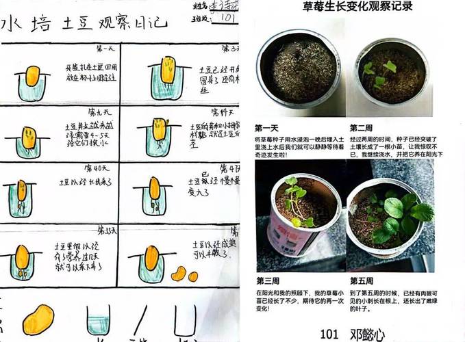 百日草的养殖方法和注意事项？百日草养植方法？