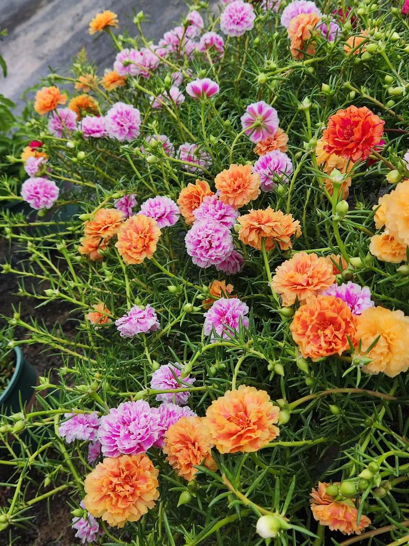 百日草的养殖方法和注意事项？百日草养植方法？-第4张图片-优品飞百科