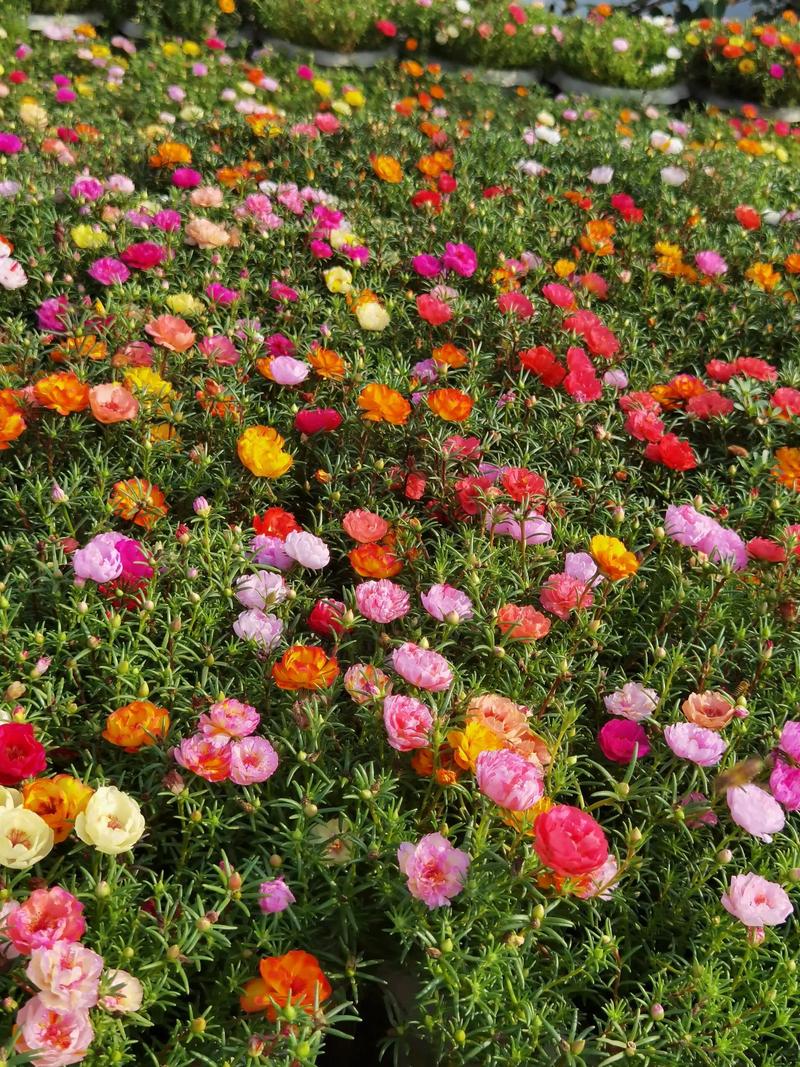 百日草的养殖方法和注意事项？百日草养植方法？-第5张图片-优品飞百科