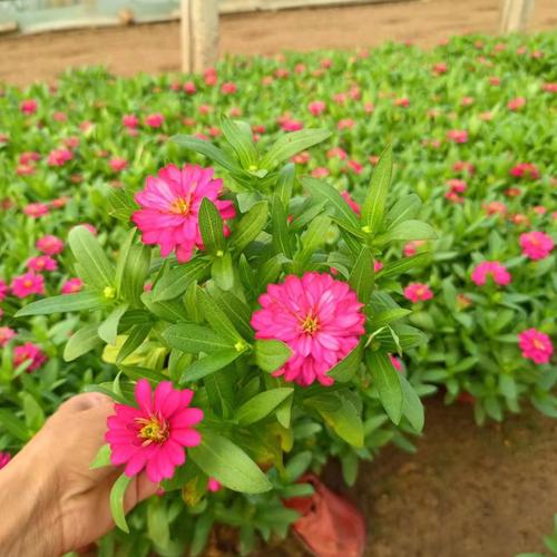 百日草的养殖方法和注意事项？百日草养植方法？-第6张图片-优品飞百科