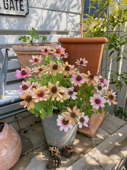 百日草的养殖方法和注意事项？百日草养植方法？-第7张图片-优品飞百科