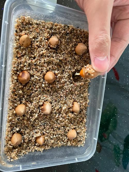 银杏树种子什么时候种，银杏树种子什么时间种植？-第2张图片-优品飞百科