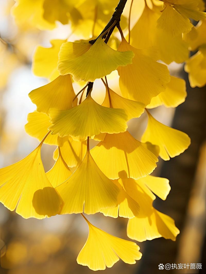 银杏树种子什么时候种，银杏树种子什么时间种植？-第4张图片-优品飞百科