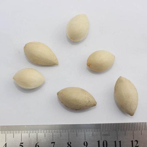 银杏树种子什么时候种，银杏树种子什么时间种植？-第6张图片-优品飞百科