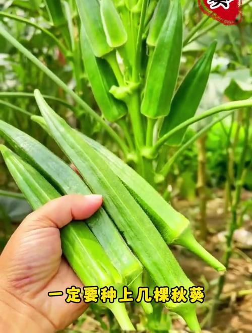 秋葵的栽培时间和技术，秋葵的栽培时间和技术与管理-第2张图片-优品飞百科