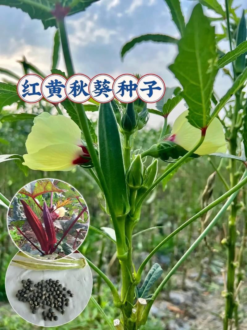 秋葵的栽培时间和技术，秋葵的栽培时间和技术与管理-第4张图片-优品飞百科