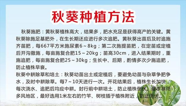 秋葵的栽培时间和技术，秋葵的栽培时间和技术与管理-第5张图片-优品飞百科