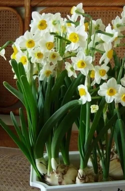 水仙开花后怎么处理？水仙开花后怎么处理视频？