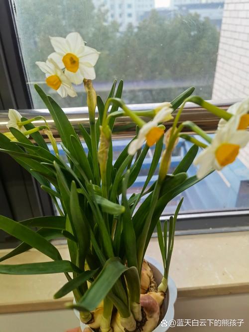 水仙开花后怎么处理？水仙开花后怎么处理视频？-第2张图片-优品飞百科