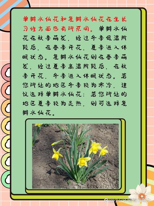 水仙开花后怎么处理？水仙开花后怎么处理视频？-第3张图片-优品飞百科