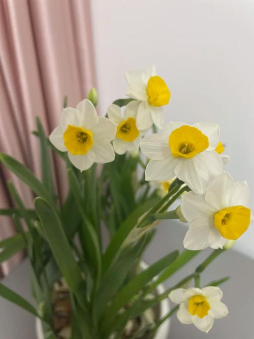 水仙开花后怎么处理？水仙开花后怎么处理视频？-第4张图片-优品飞百科