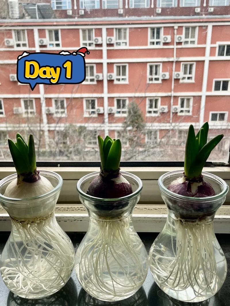 水仙开花后怎么处理？水仙开花后怎么处理视频？-第5张图片-优品飞百科