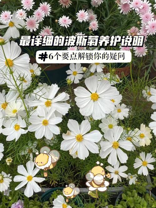 波斯菊怎么养，波斯菊怎么养花朵更多？
