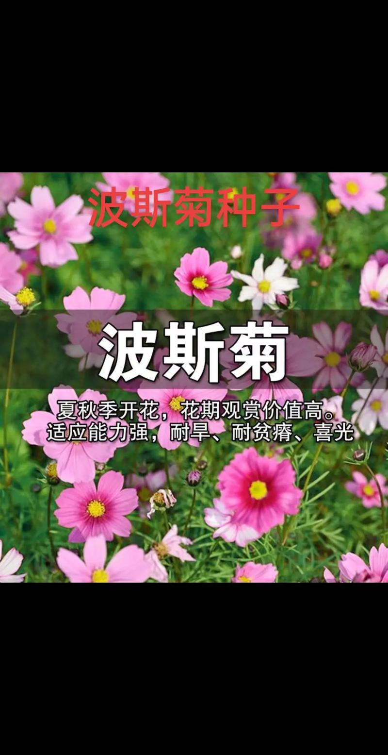 波斯菊怎么养，波斯菊怎么养花朵更多？-第3张图片-优品飞百科