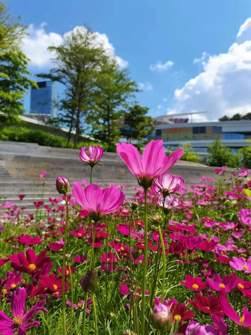 波斯菊怎么养，波斯菊怎么养花朵更多？-第4张图片-优品飞百科