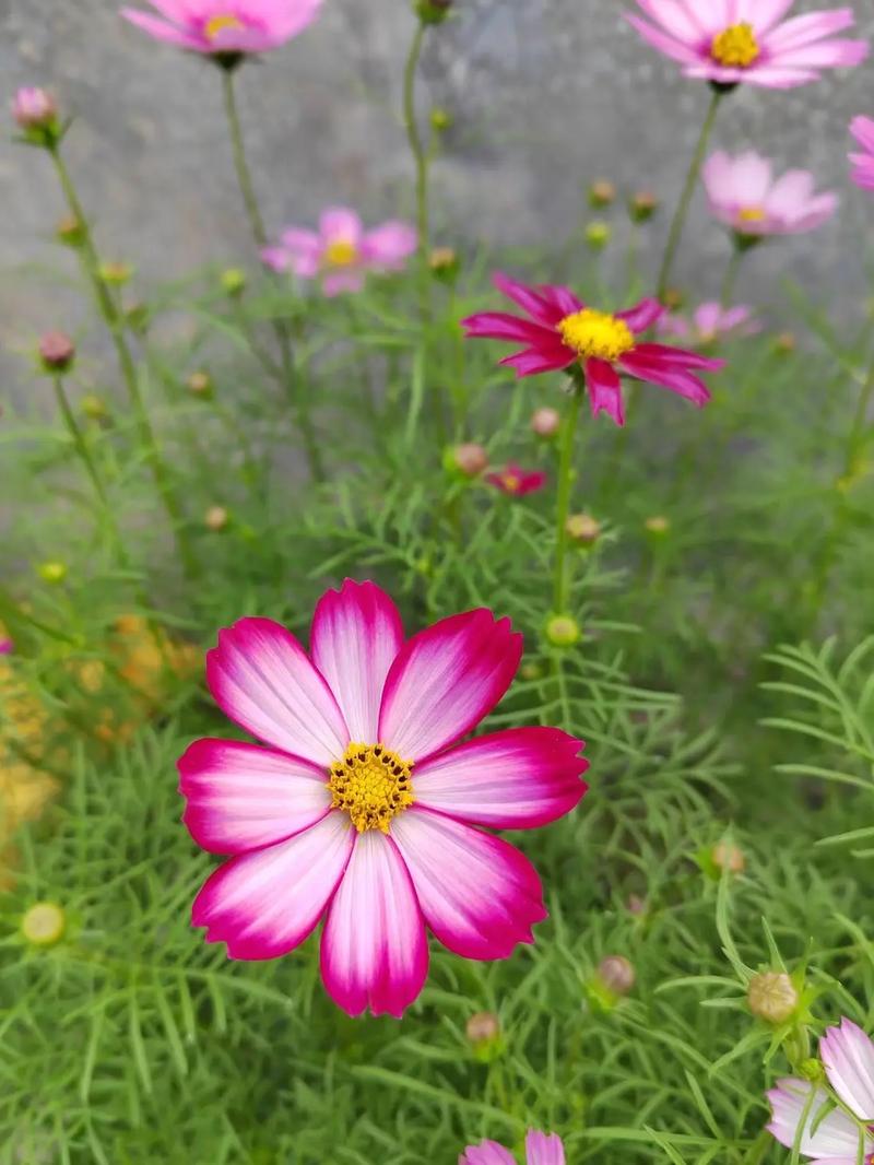 波斯菊怎么养，波斯菊怎么养花朵更多？-第5张图片-优品飞百科