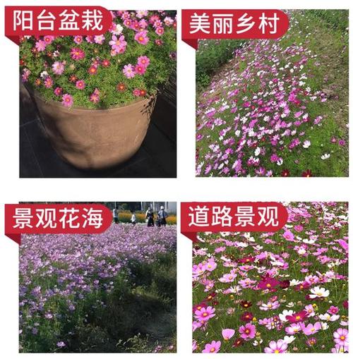 波斯菊怎么养，波斯菊怎么养花朵更多？-第6张图片-优品飞百科