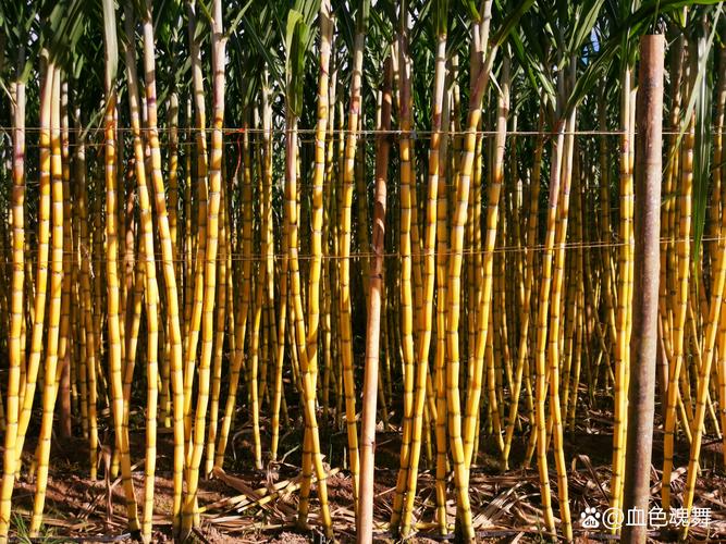 甘蔗什么时候成熟，甘蔗什么时候成熟可以收？