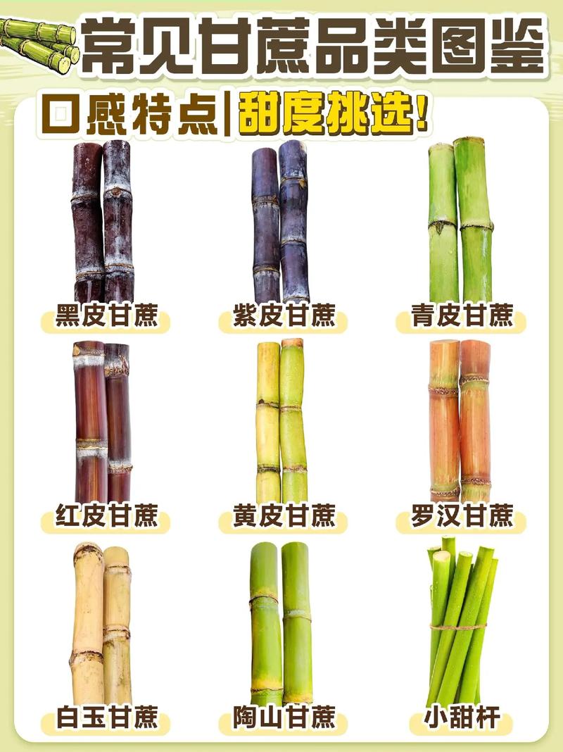 甘蔗什么时候成熟，甘蔗什么时候成熟可以收？-第2张图片-优品飞百科